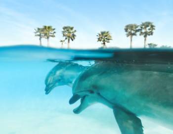dolphin tours 
