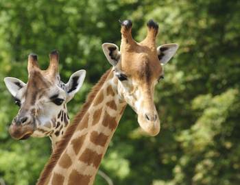 giraffes