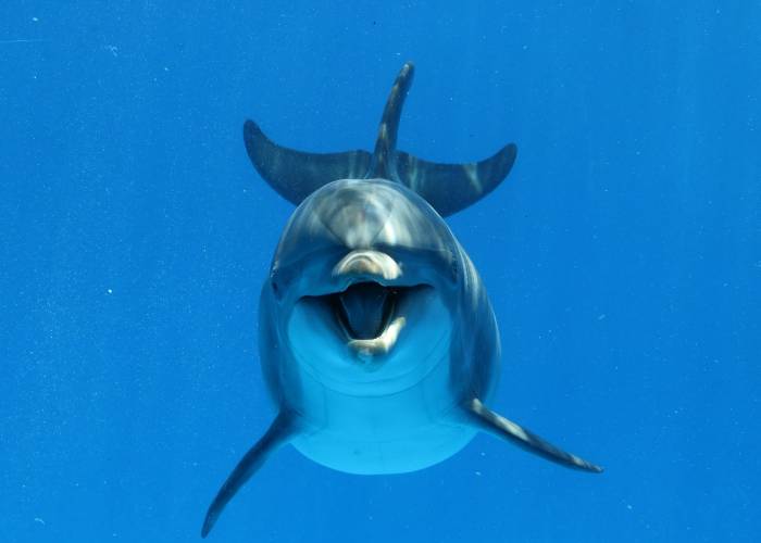 Bottlenose Dolphin Underwater